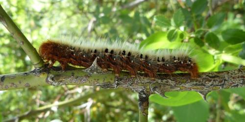 Lasiocampa quercus